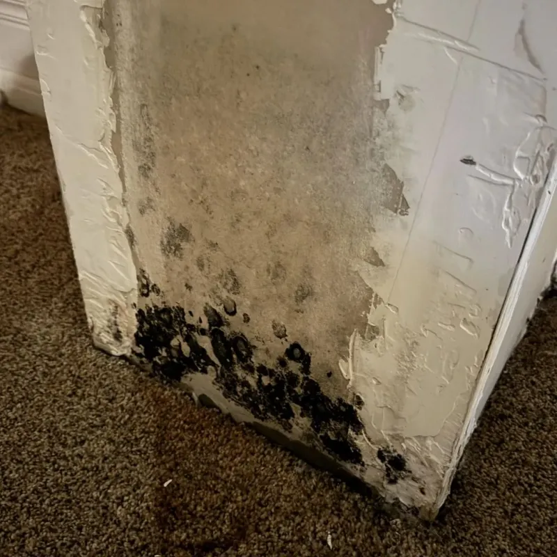 Professional Mold Removal in Morton, WA